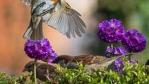 Self-isolating photographer snaps stunning image of robin