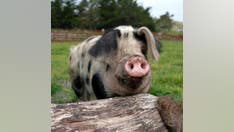 Pigs and a playlist? Farmer finds his pigs are happier when they hear music