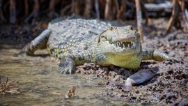 Crocodiles flood Mexican beach closed to tourists because of coronavirus