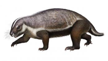 66M-year-old 'crazy beast' discovered in Madagascar: An 'animal for which we don't have any real parallels'