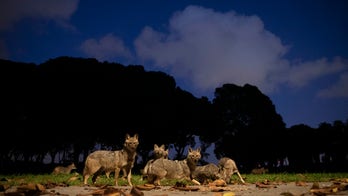 As people stay home, Earth turns wilder and cleaner