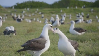 Video of Laysan albatross 'courtship dance' on Midway Atoll shared by US Fish & Wildlife