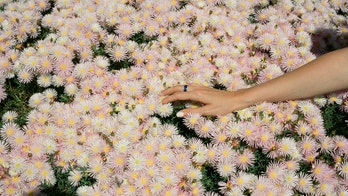 Photographers sell prints to help benefit NYC hospital battling coronavirus