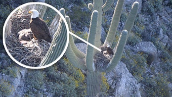 Bald eagles photographed nesting in saguaro cactus for first time in Arizona, officials say