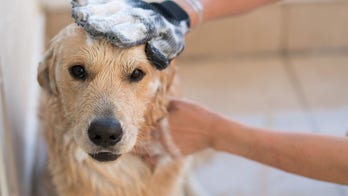How to groom your pet at home, according to an expert