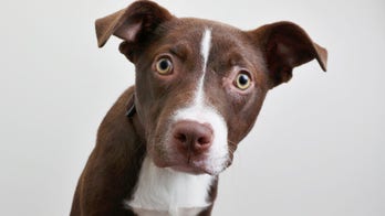 Dogs may suffer extreme separation anxiety owners return to work after quarantine, experts say