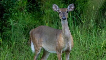 UK woman attacked by deer in park claims she was not feeding deer, criticizes park ranger’s response