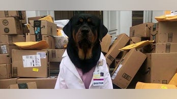 Therapy dog Loki delivers care packages to health workers battling coronavirus