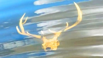 New Mexico wildlife officer finds elk skull submerged in shallow water