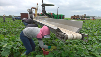Coronavirus pandemic hits Florida’s farmers hard as many on verge of total-loss in early growing season