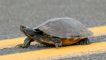 Woman walking turtle in Rome is fined during coronavirus lockdown