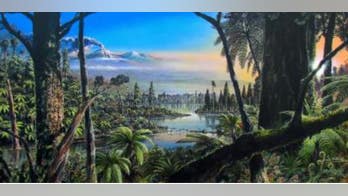 Evidence of ancient rainforest in Antarctica point to warmer prehistoric world