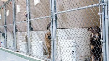 Chicago shelter runs out of adoptable animals for first time ever amid coronavirus crisis