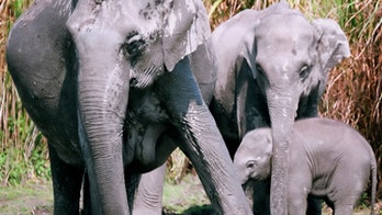 Elephants in Thailand face starvation as coronavirus severely impacts tourism