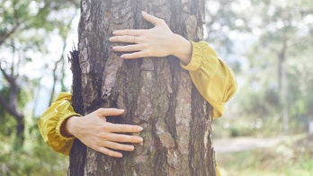 Iceland forest rangers encouraging citizens to hug trees during quarantine