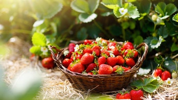 Coronavirus infects North Carolina workers at pick-your-own strawberries farm, forcing closure