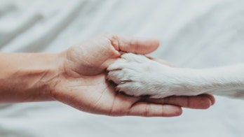 Stray dog ‘hired’ by car dealership in Brazil becomes Instagram star