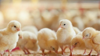 Coronavirus concerns: People are panic-buying baby chickens, reports claim