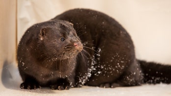 Oregon mink farm confirms presence of coronavirus