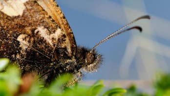 Insect extinctions threaten our way of life, scientists warn