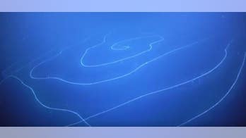 ‘Longest animal ever’ discovered off Australia’s coast