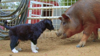 California animal rescue farm hosts puppies for companionship: See the adorable video