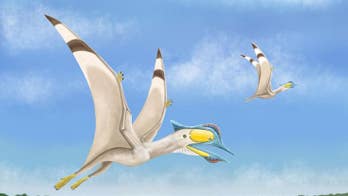 Remains of 100 million-year-old flying pterosaur with 6-inch beak unearthed by scientists
