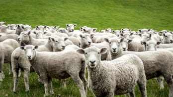Herd of sheep flocks to McDonald's in Wales amid coronavirus closures