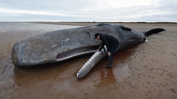 British town uses Oregon's 'exploding whale' fiasco to teach coronavirus social distancing lesson
