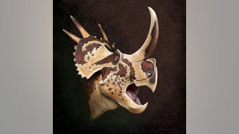 Strange dinosaur with star-like skull named after David Bowie