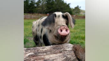 Pigs and a playlist? Farmer finds his pigs are happier when they hear music