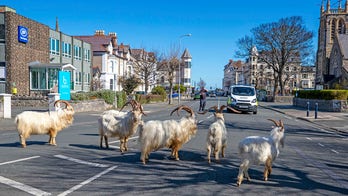 Mountain goats use coronavirus lockdown to take over Welsh town, video shows