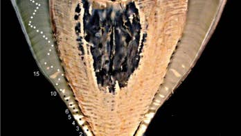 Nuclear bombs could give insight into whale sharks' longevity, study says