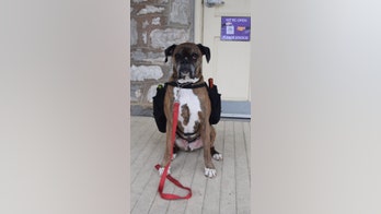 Dog delivers winery's booze during coronavirus outbreak