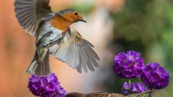 Self-isolating photographer snaps stunning image of robin