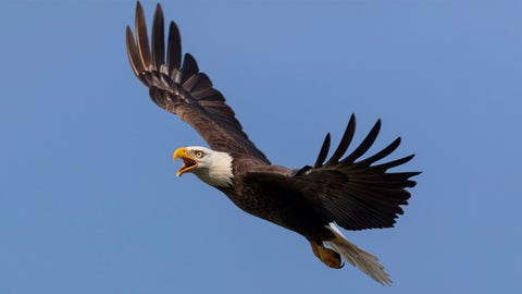 Bald eagle that survived winter storm finds home at Houston Zoo