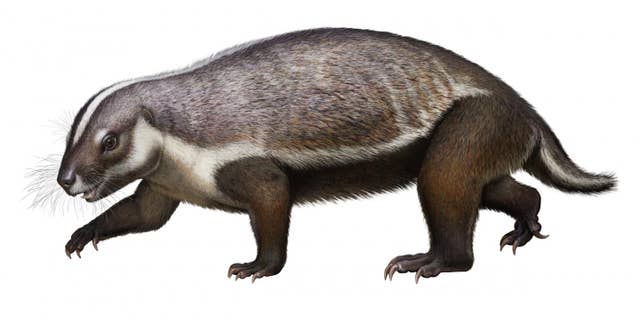 The image was drawn from a complete, 3-dimensional fossil discovered in Madagascar. The unusually large mammal, named Adalatherium, is part of a group of mammals known as gondwanatherians. It lived at the time of dinosaurs, roughly 66 million years ago. (Credit: Denver Museum of Nature &amp; Science/Andrey Atuchin)