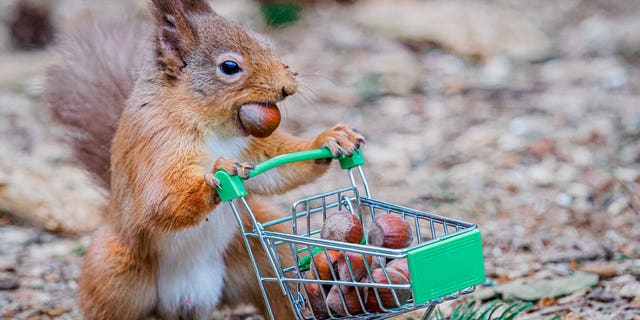 Photographer takes funny snaps of squirrel 'panic buying' nuts, toilet  paper | Fox News