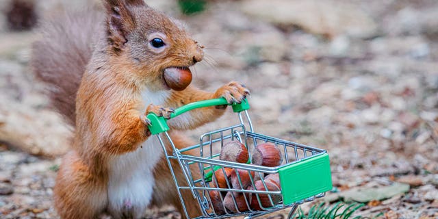 Photographer takes funny snaps of squirrel 'panic buying' nuts, toilet paper | Fox News Photographer takes funny snaps of squirrel 'panic buying' nuts, toilet paper | Fox News