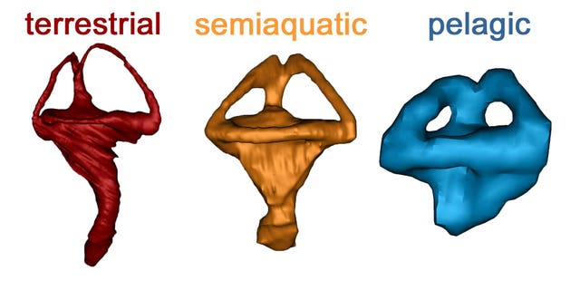 1 / 2 Three different inner ears based on the habitat the animal lived in. Credit: Julia Schwab