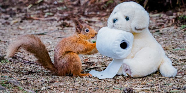 “I started taking pictures of squirrels last year and that’s the first time I’ve used props," he said.