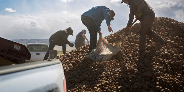 Citizens collect buckets and truck loads of potatoes on April 15, at Ryan Cranney's farm in Oakley, Idaho. Cranney has made potatoes free to the public after having to dump 500,000 pounds due to a shortage of buyers with the restaurant industry closed. (Pat Sutphin/Times-News via AP)