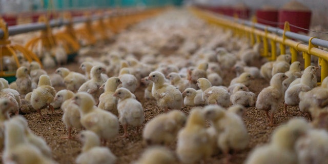 Growers working to provide chicken for Allen Harim Foods were recently told about possible "depopulation" measures last week.