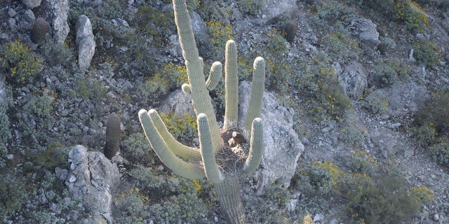 (Courtesy: Arizona Game and Fish Department)