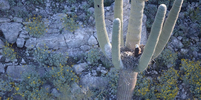 (Courtesy: Arizona Game and Fish Department)