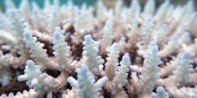 Scientists observed a massive bleaching event at Australia's Great Barrier reef.