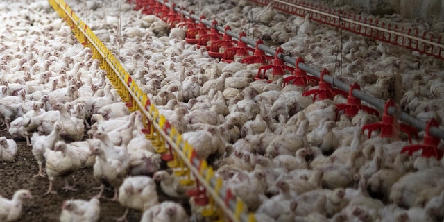 This year's avian flu outbreak is killing a near record number of poultry across the United States, according to agriculture officials.