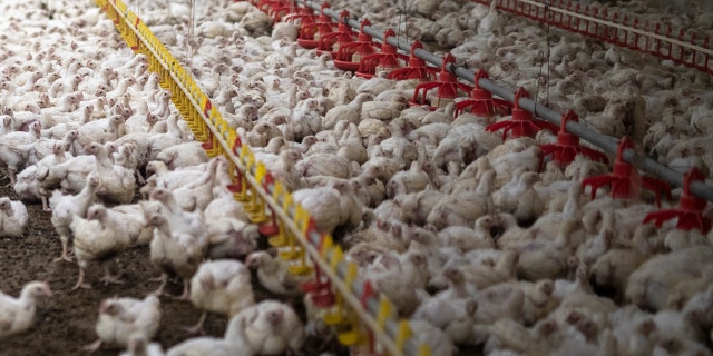 This year's bird flu outbreak is killing a record number of poultry across the United States, according to agriculture officials.