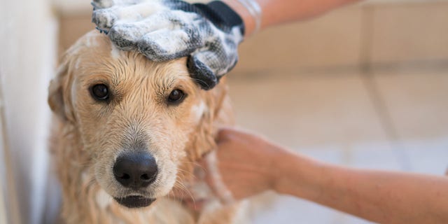 can you groom your dog at home