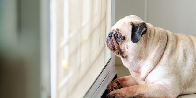 Health The CDC maintains that there is currently “no evidence that animals play a significant role in spreading the virus that causes COVID-19.”